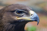 Aquila chrysaetos(Linnaeus, 1758)Golden Eagle.jpg