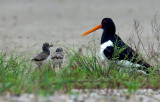  Haematopus ostralegus(Linnaeus, 1758)Eurasian Oystercatcher2.jpg