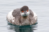 Podiceps nigricollis(Brehm, 1831)Black-nacked Grebe.jpg