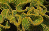 twisted cactus1web.jpg