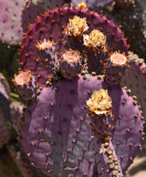 Purple cactus2web.jpg