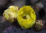 Bee cactus2web.jpg