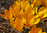 IMG_3134 Yellows