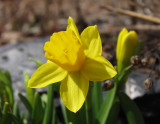 IMG_3137 One mini daffy