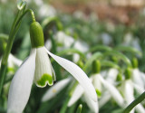 IMG_3141 Snowdrops