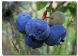 IMG_4459 Blueberries