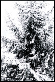 IMG_4279 Tree