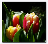 IMG_4616 Tulips