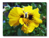 IMG_5301  WIC #111 - Complementary Colors
