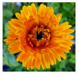 CR2_0955 WIC # 114 - Symmetry