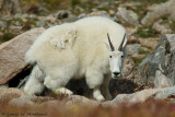 Rocky Mountain Goat