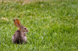 Desert Cottontail