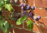 2011-07-23_1219.jpg