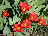 First Tulips -s- 2-16-2012.jpg
