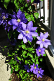 Clematis -s- Rhondas 4-22-2012.jpg