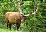 Elk -- Photo by Syl. & Bill .jpg