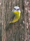 Eastern Yellow Robin Front on