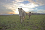 Horses in the sunset