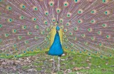 Peacock display