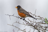 Singing Robin