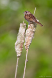 On cattails