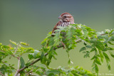 Sparrow in field