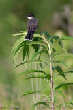 Kingbirds perch