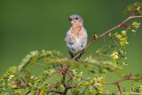 Bluebird on green