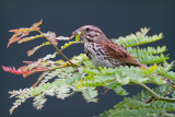 Sparrow with food