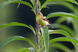 Finch and leaves