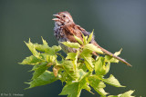 Singing in the morning