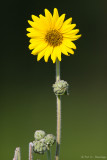 Sunflower in sun