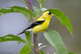 Male Goldfinch