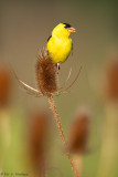 Goldfinch on teasel