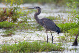 In the wetlands