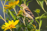 Goldfinch in the field