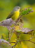 Nashville Warbler