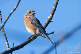 Bluebird on blue