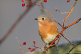 Bluebird and berries