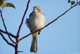 Alert Mockingbird