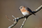 Resting Bluebird