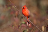 Cardinal, autumn field