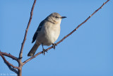 Mockingbird in sun