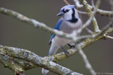 Blue Jay in tree