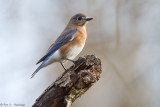 Bluebird posing