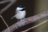 Chickadee