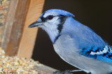 Feeding Blue Jay