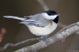 Alert Chickadee