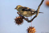 Goldfinch with gumballs