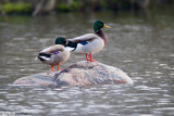 Ducks on a rock